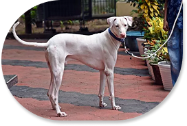 The Legacy of Rajapalayam – Tamil Nadu’s Royal Guardian