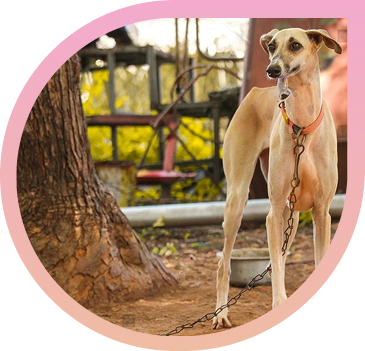 Why Native Dog Breeds Are Better for Indian Homes